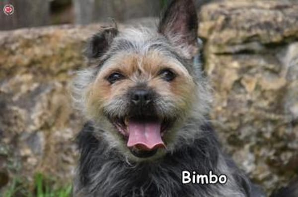 BIMBO