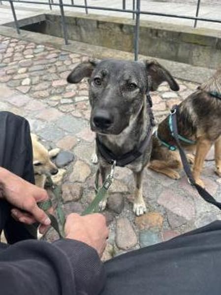 Junghund MORITZ sucht seine Menschen!