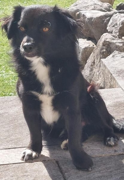 Loki