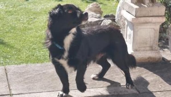 Loki