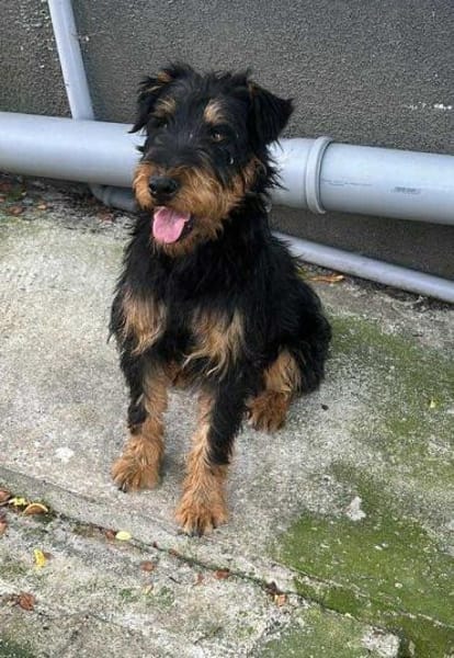 Momo, kleiner Hundemann braucht Körbchen