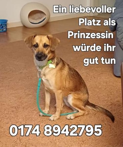 LARA wünscht sich liebevolles Zuhause