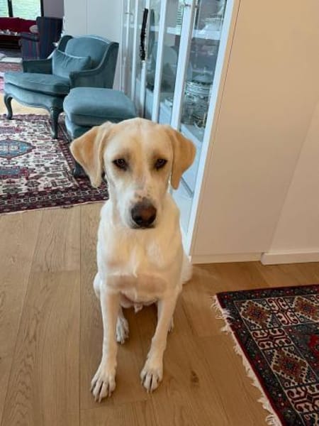 Anton sucht dringend ein neues Zuhause