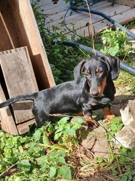 Dackel Welpen suchen ein zuhause