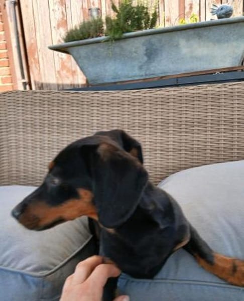 Dackel Welpen suchen ein zuhause