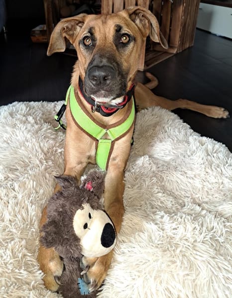 PEPA - Rohdiamant sucht Hundekenner 💎