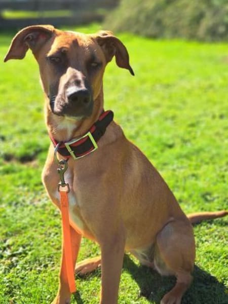 PEPA - Rohdiamant sucht Hundekenner 💎