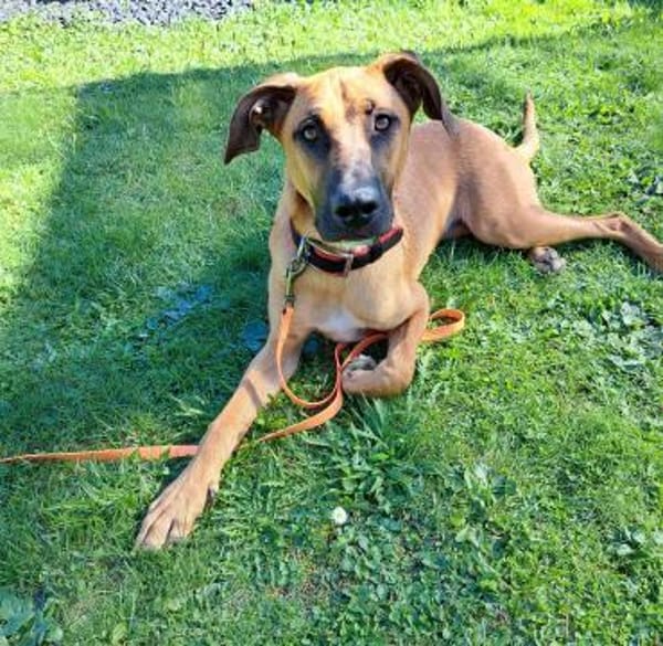PEPA - Rohdiamant sucht Hundekenner 💎