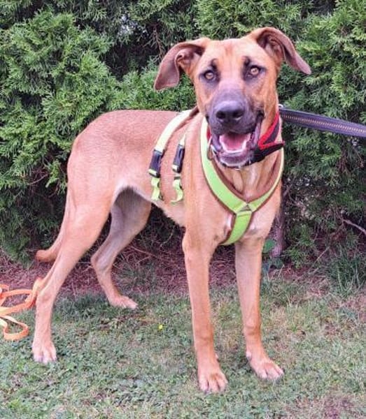 PEPA - Rohdiamant sucht Hundekenner 💎