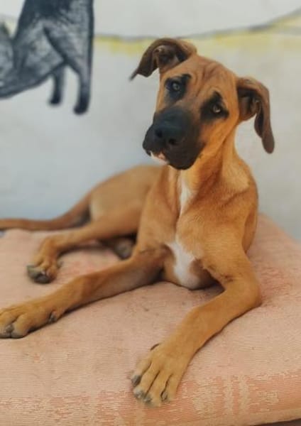 PEPA - Rohdiamant sucht Hundekenner 💎
