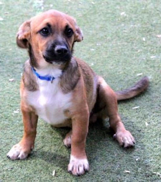 KOVU - Welpenschatz sucht Zuhause! ❤