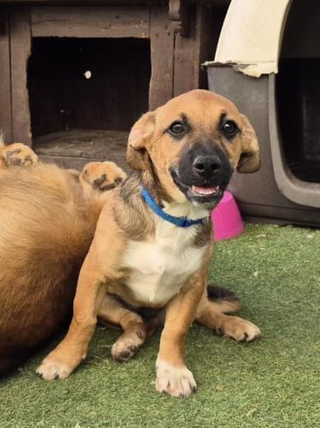 KOVU - Welpenschatz sucht Zuhause! ❤