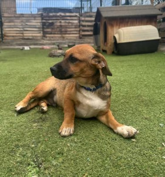 KOVU - Welpenschatz sucht Zuhause! ❤