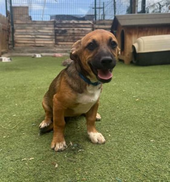KOVU - Welpenschatz sucht Zuhause! ❤