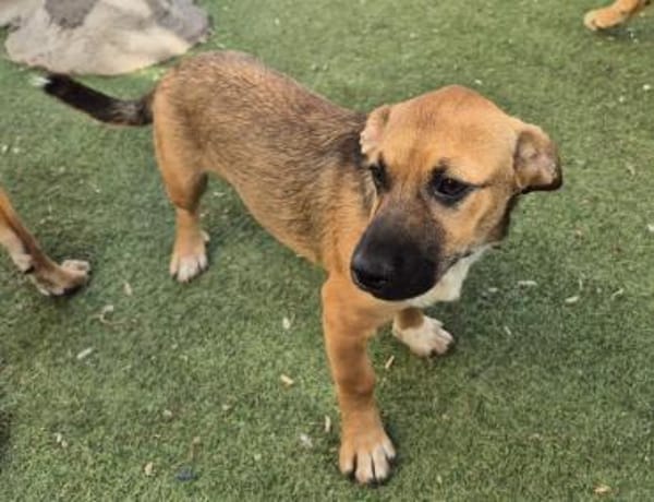 KOVU - Welpenschatz sucht Zuhause! ❤