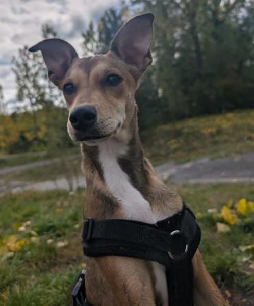 ZAZU - traumhafte Welpe 💖