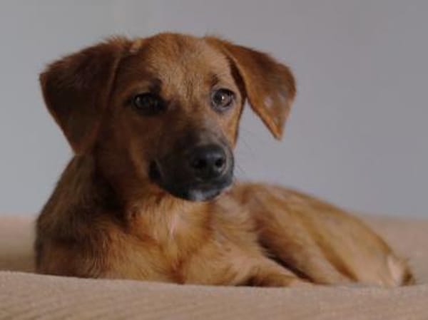 Findet Sole bei Ihnen ein Zuhause?