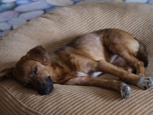 Findet Sole bei Ihnen ein Zuhause?