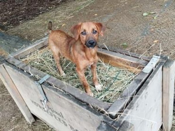 Findet Sole bei Ihnen ein Zuhause?