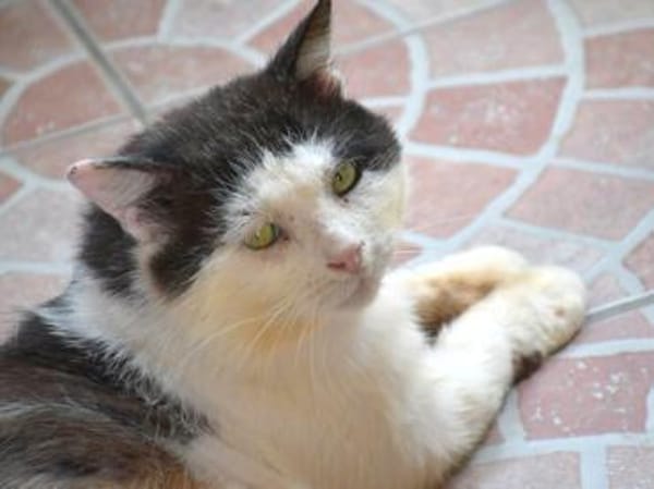 FIV-Kater Salvo hofft auf seine Menschen