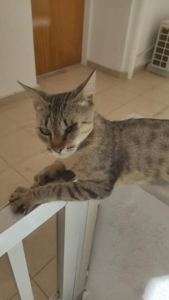 Lucia aus dem Tierschutz