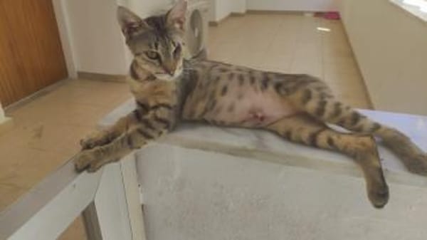 Lucia aus dem Tierschutz