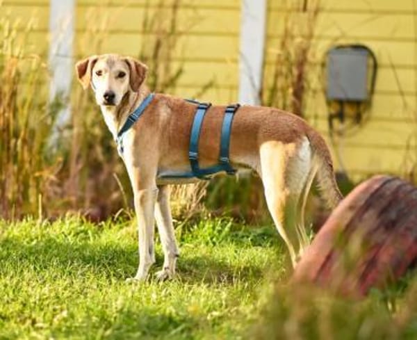 Bambù im Tierheim Lüdinghausen