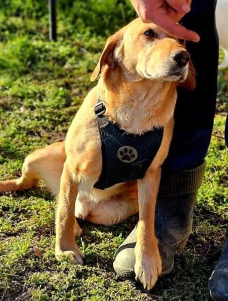 Asmus - eine typische Labradorseele