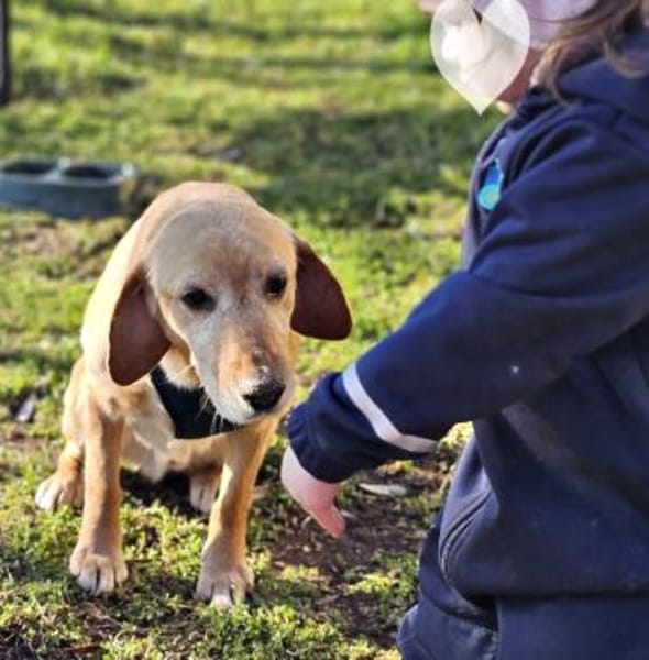 Asmus - eine typische Labradorseele