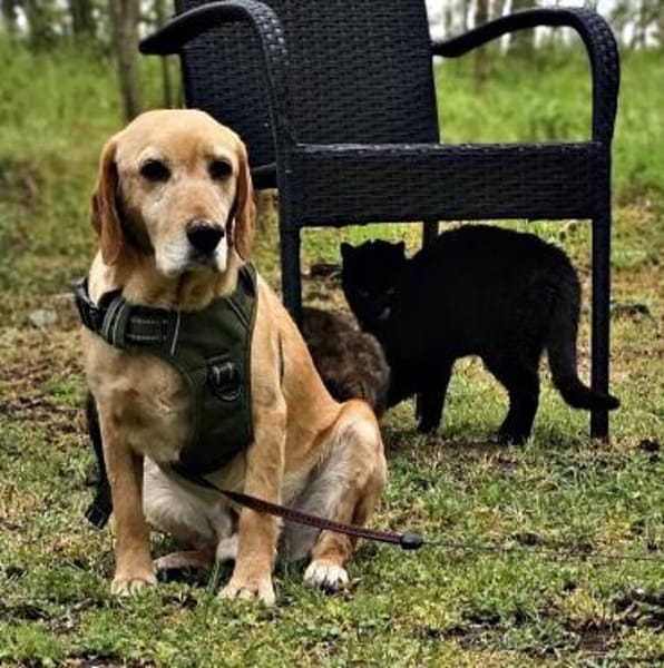 Asmus - eine typische Labradorseele