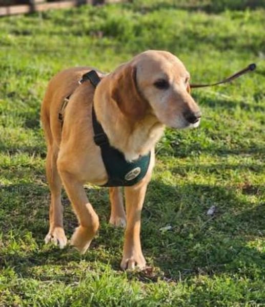 Asmus - eine typische Labradorseele