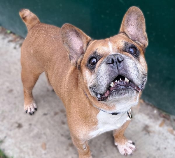 pumba