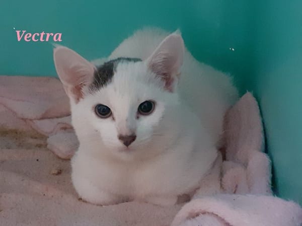 Vectra