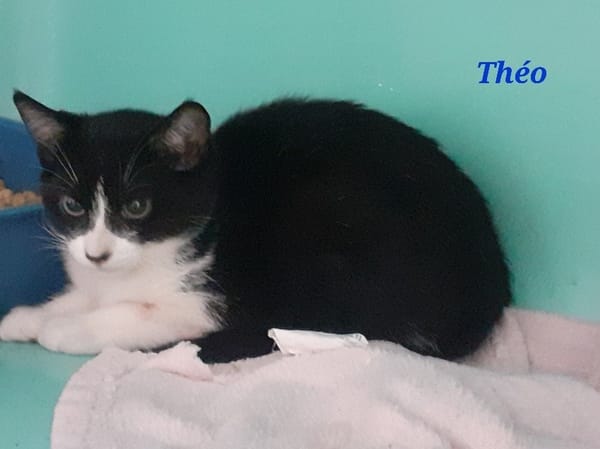 Théo