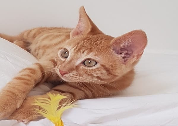 OLIVER