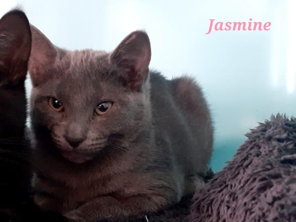 Jasmine