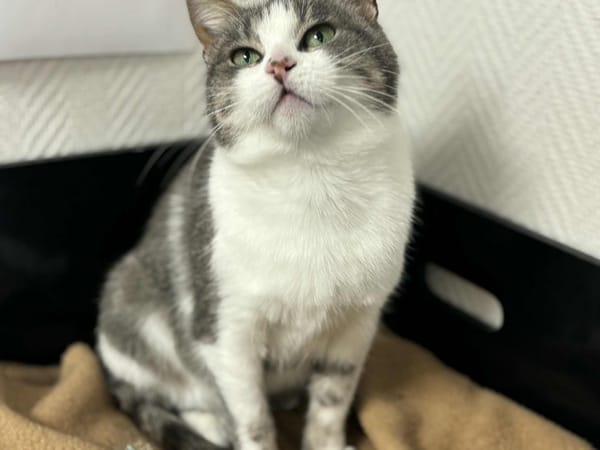 TRIX