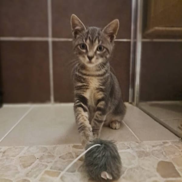 PIXEL