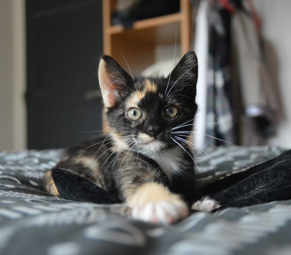 MIETTE ET MIKADO