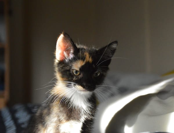 MIETTE ET MIKADO
