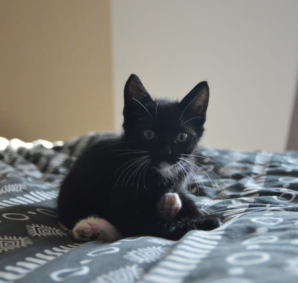 MIETTE ET MIKADO