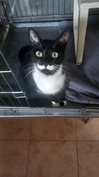 Félixa