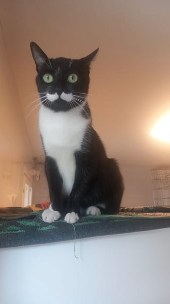 Félixa
