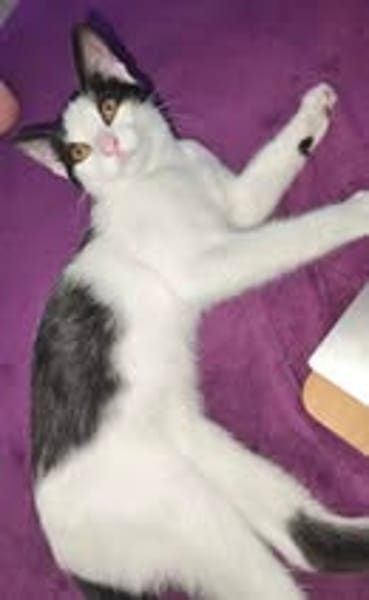 PEPPER