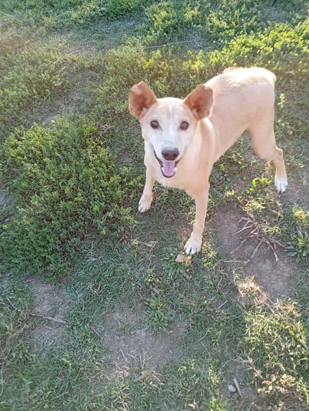 TOBIA URGENTE ADOZIONE DEL CUORE