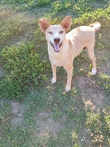 TOBIA URGENTE ADOZIONE DEL CUORE