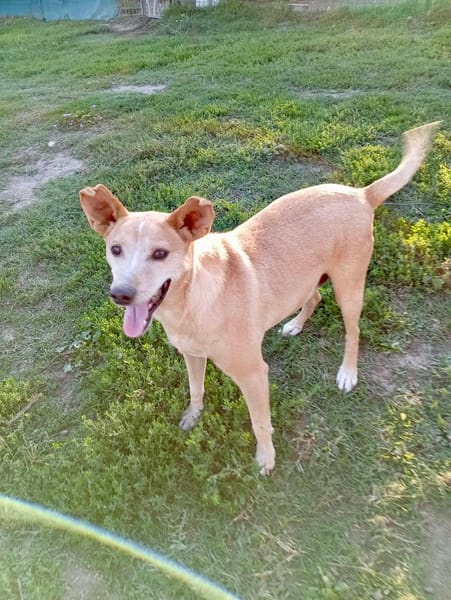 TOBIA URGENTE ADOZIONE DEL CUORE