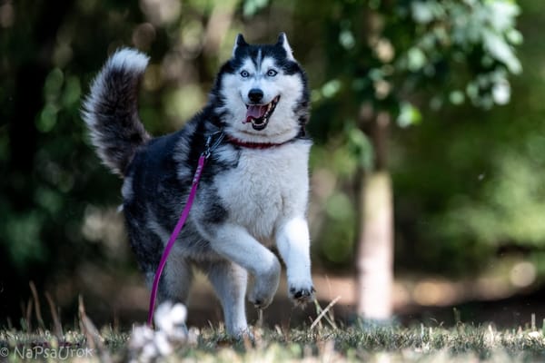 Kajla