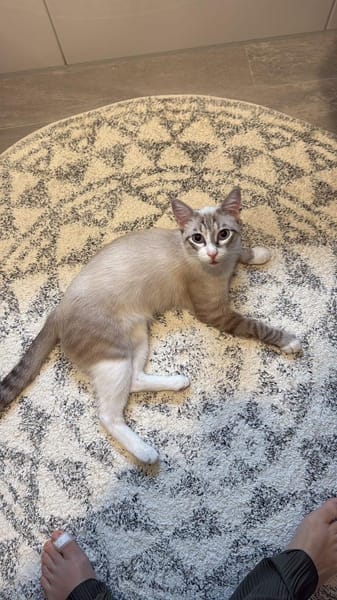 Kleiner Wildfang Pepito sucht Home