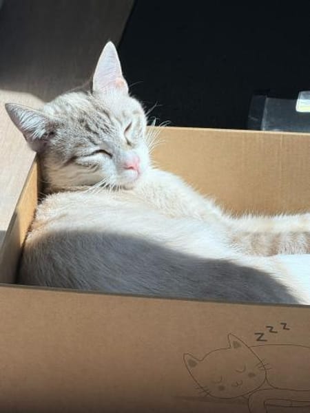 Kleiner Wildfang Pepito sucht Home